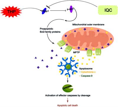 Isoquercitrin alleviates pirarubicin-induced cardiotoxicity in vivo and in vitro by inhibiting apoptosis through Phlpp1/AKT/Bcl-2 signaling pathway